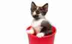 老鼠画猫音乐活动教案6篇