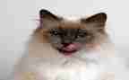 猫生产文员工作总结5篇