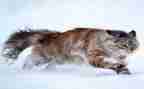 熊猫的作文400字通用7篇