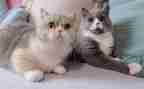 关于猫的作文作文7篇
