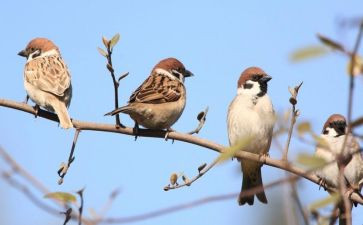 麻雀优秀教案6篇