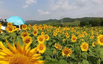 小班美术《葡萄》教案8篇