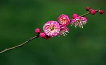 梅花的作文500字作文最新7篇