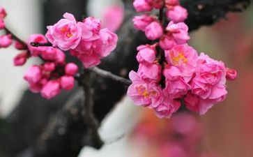 梅花诗读后感7篇