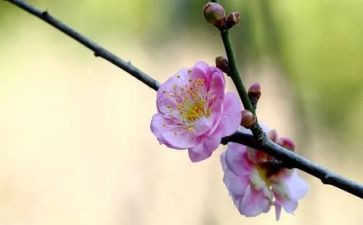 读《梅花魂》后感作文5篇