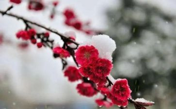 梅花魂读后感7篇