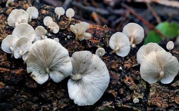 蘑菇房教案模板7篇