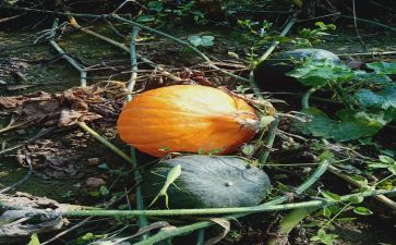 南瓜节作文推荐6篇