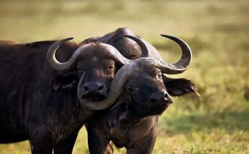 小班语言爱吃水果的牛教案8篇