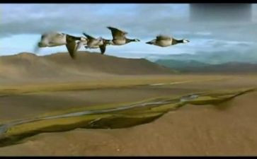 《迁徙的鸟》观后感8篇