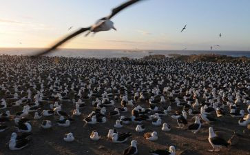 《迁徙的鸟》观后感参考8篇
