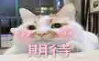 关于我期待的作文8篇