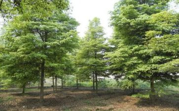 村植树节活动总结范文5篇