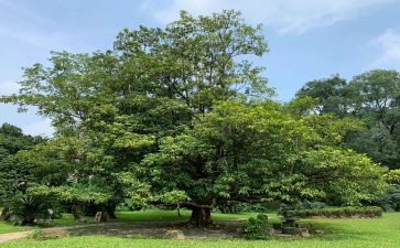 局植树节活动总结6篇