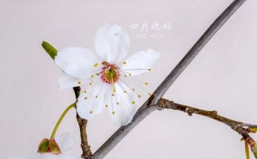 小班四月总结通用5篇
