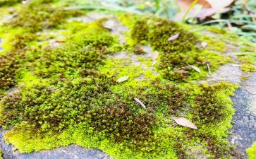 苔古诗读后感5篇