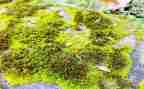 苔古诗读后感5篇