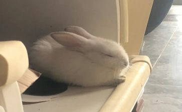 我喜欢小兔子作文7篇