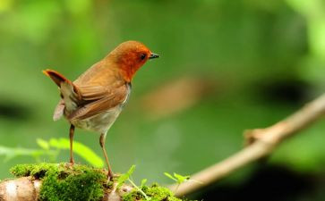 我是一只小鸟作文精选7篇