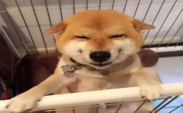笑猫日记读后感优秀7篇