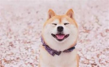 笑猫日记读后感参考6篇