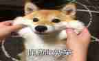 关于笑对挫折的作文最新5篇