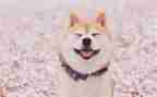 笑猫日记读后感参考6篇