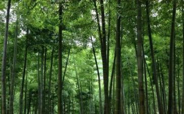 写物的作文300字参考5篇