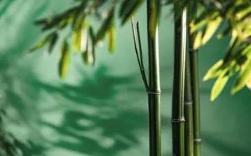 写物的作文500字优质8篇
