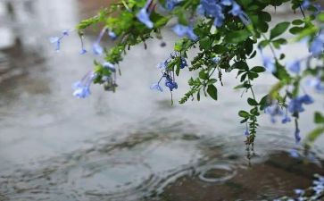 关于雨的幼儿教案7篇