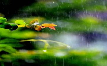 关于雨的优秀作文精选8篇