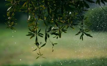 有关雨的语言教案最新6篇