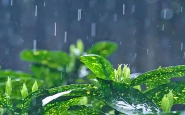 关于雨的幼儿教案优秀5篇