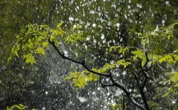 雨中的疫情作文8篇