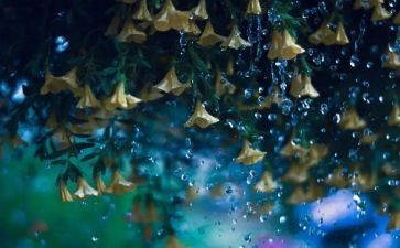 有关雨的语言教案模板6篇