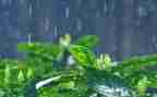 关于雨的幼儿教案参考6篇