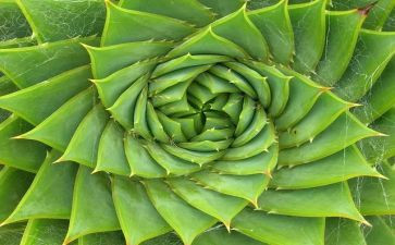 植物的茎幼儿园教案8篇
