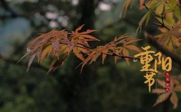 关于重阳节活动的总结7篇