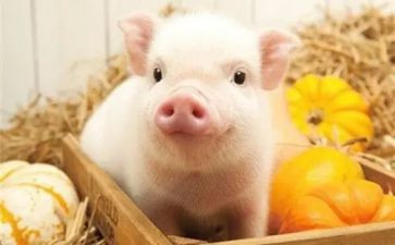 赶小猪幼儿园小班教案5篇