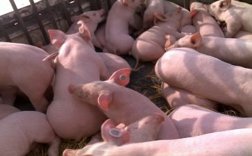 读三只小猪故事读后感5篇