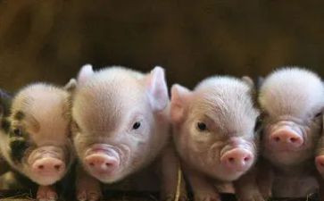 赶小猪的教案最新5篇