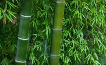 竹建构教案8篇